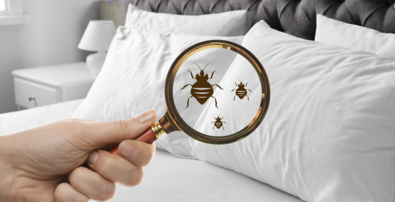 Bed Bug Basics: Their Behavior and Prevention with Sprague Pest Solutions